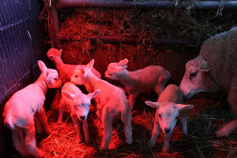 Texelaar in Marum baart zes lammetjes