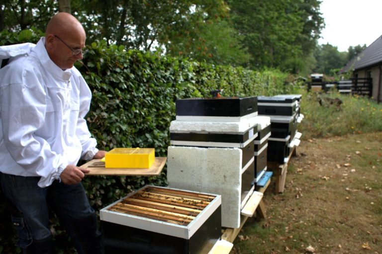 Zwarte bij keert na halve eeuw terug in het Westerkwartier